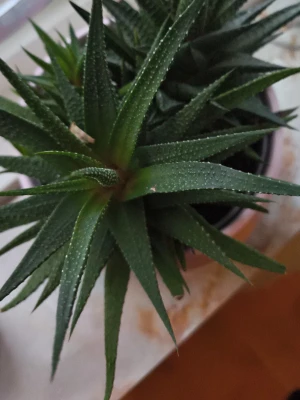 Grön taggig krukväxt - Säljer en cool grön krukväxt med taggiga, spetsiga blad. Växten har en saftig och robust form och står i en ljus kruka. Perfekt som dekorativ växt till hemmet eller kontoret.