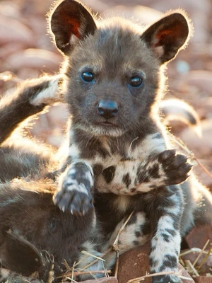 Adopt me awd - Säljer ett adopt me djur en afrikan wild dog för 50 o en neon för 90 o en mega för 180 kr skriv om ni e intresserade! 🐶🐕🐩🐾