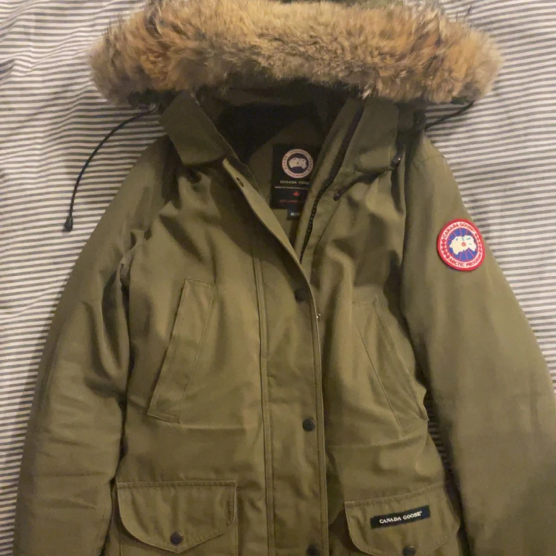 Canada goose 