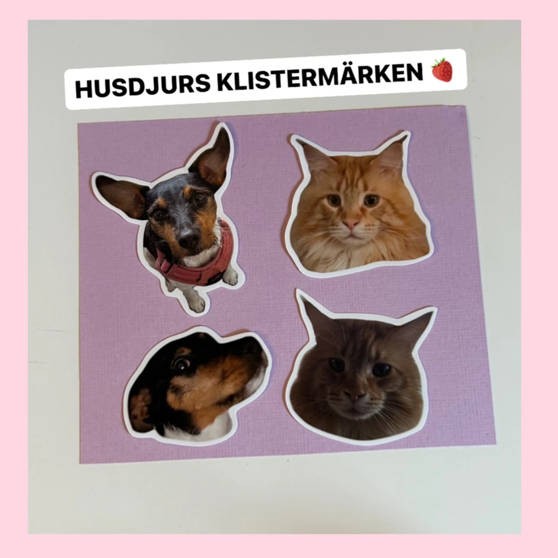 Husdjurs klistermärken 🍓