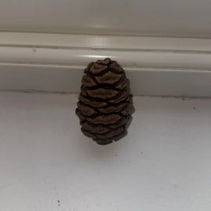 Sequoia Kotte - Säljer en kotte i otroligt fint skick som jag hämtat från Sequoia National Park i Californien.