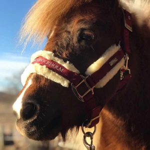 Equestrian stockholm grimma! - Super fin equestrian stockholm grimma i färgen bordoux. Endast testad så är i nyskick. (nypris 700)
