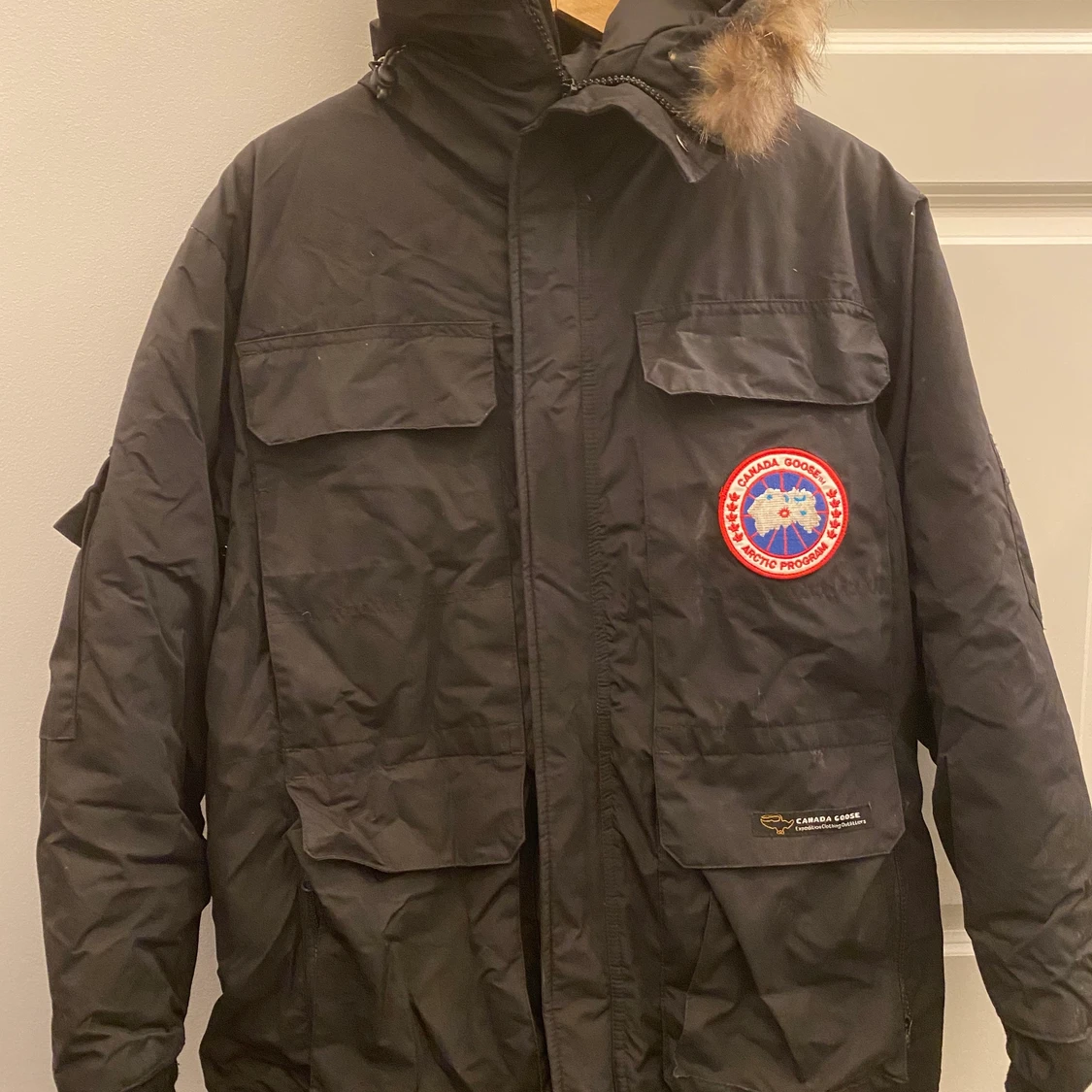 Canada goose