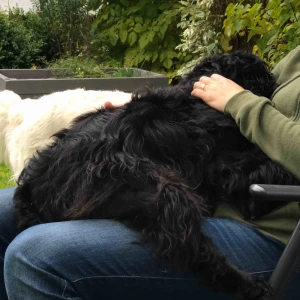  - Cc’d Cockerspaniel super fun 