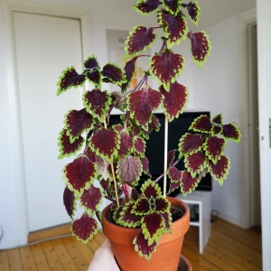  - Sticklingar av palettblad, vet ej sort. 