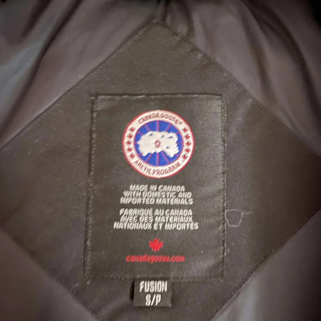 Canada goose  - 91
