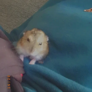 Hamster - Hej jag vill sälja mina två hamster och båda är tjejer