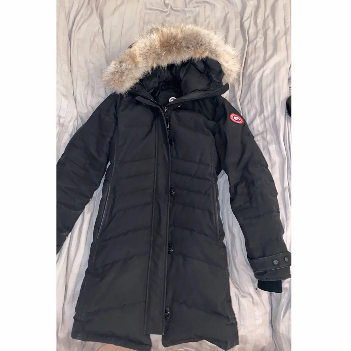 Canada goose  - 90