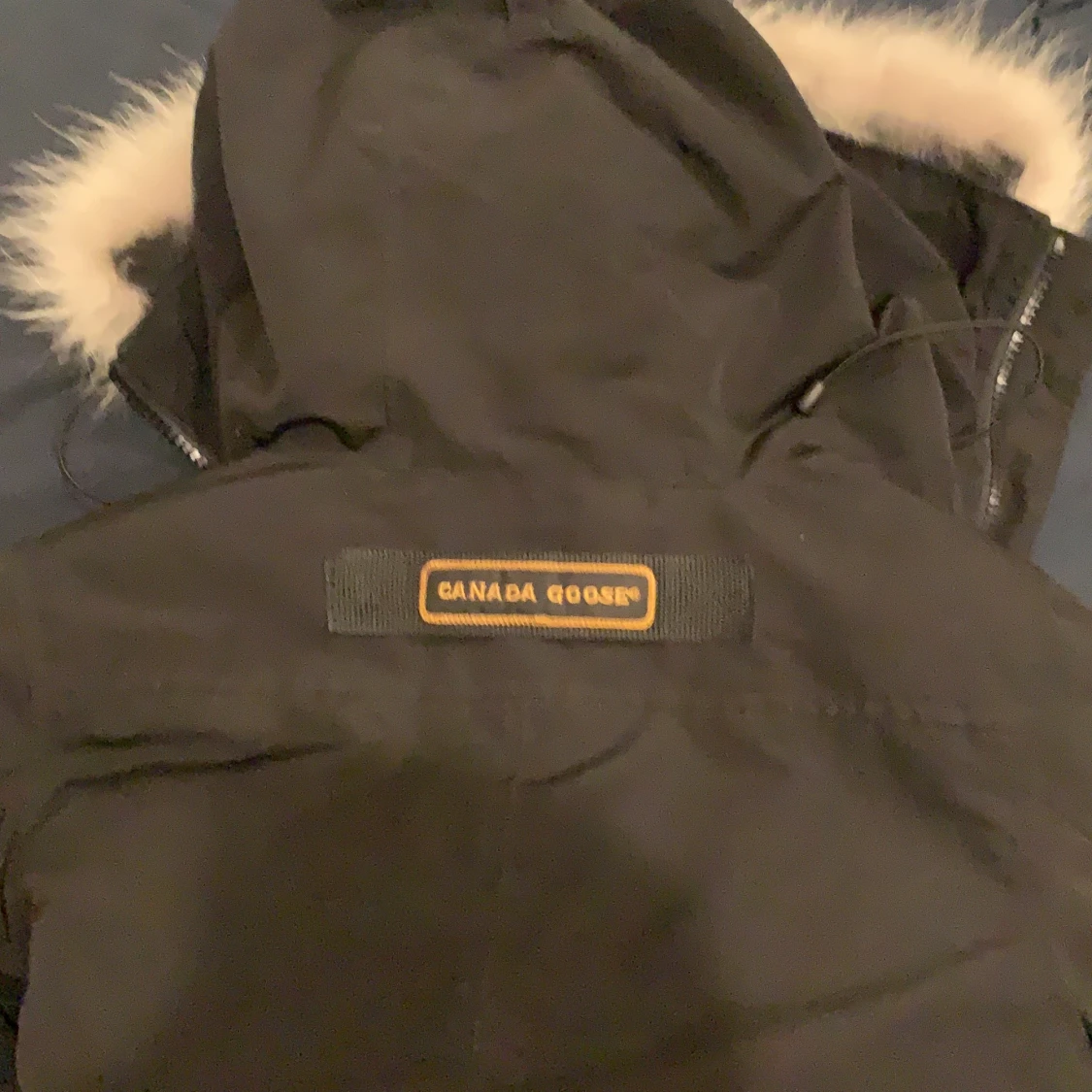 Canada goose  - 91
