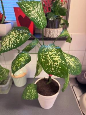 Grönvit prickig krukväxt - Säljer en snygg grön krukväxt med stora blad som har vita och ljusgröna prickar och mönster. Växten står i en vit plastkruka och passar perfekt som inredningsdetalj i hemmet.