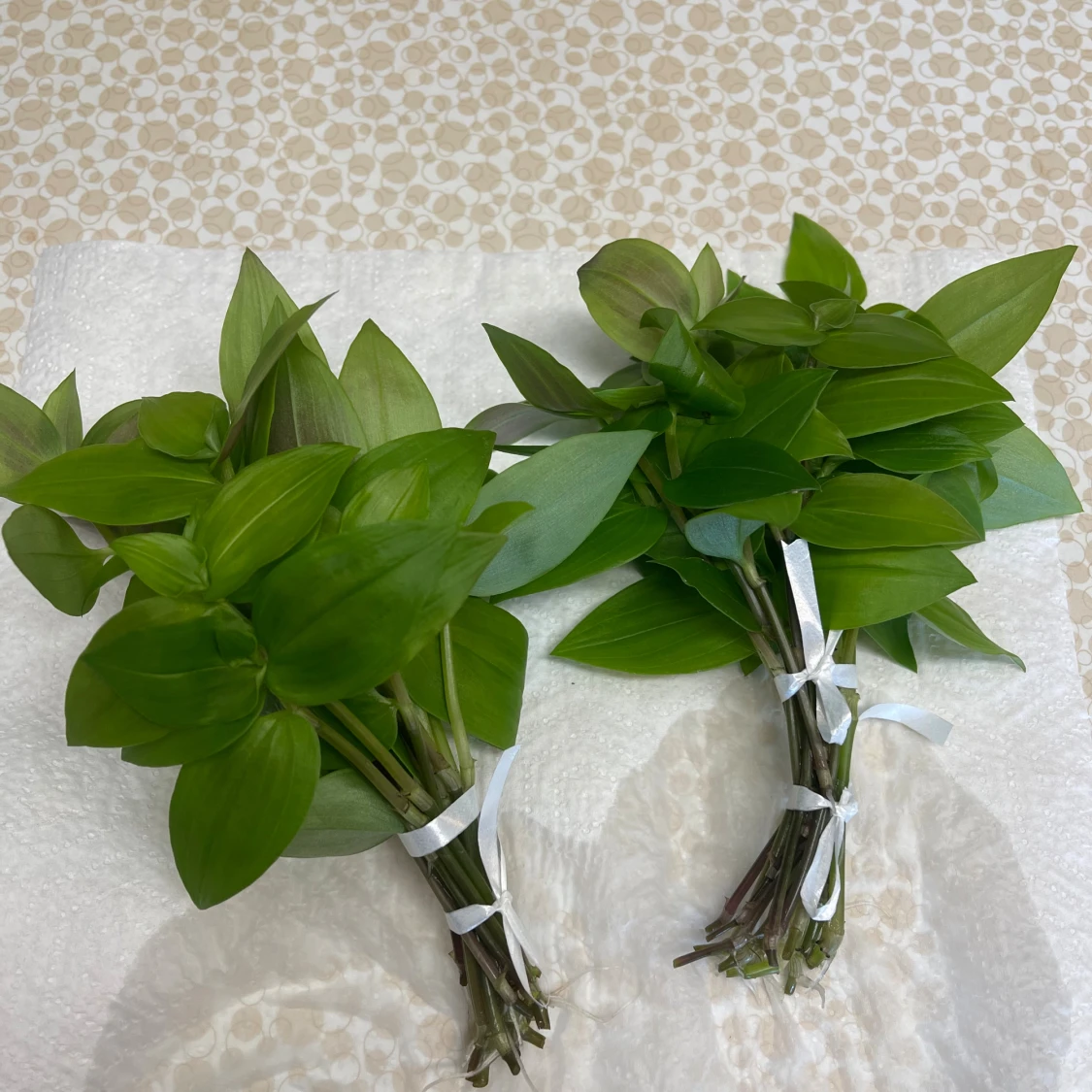 Skvallerreva 5 st - 1