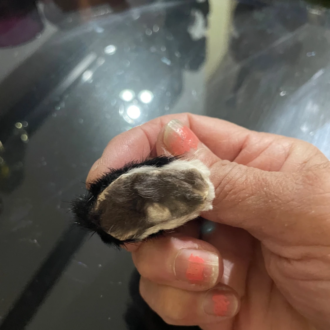 Söt svartvit päls katt - 2