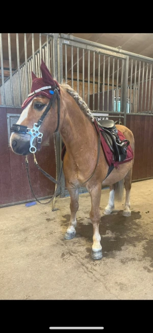 Vinrött huva och shabrak  - Snygg vinröd ridhuva från equestrian Stockholm  med stickade detaljer och mjuka öron i sammet. Framtill sitter en rad med strass som ger extra bling. Perfekt för dig som vill att din häst ska sticka ut på träning eller tävling. Passar både ponny och häst.