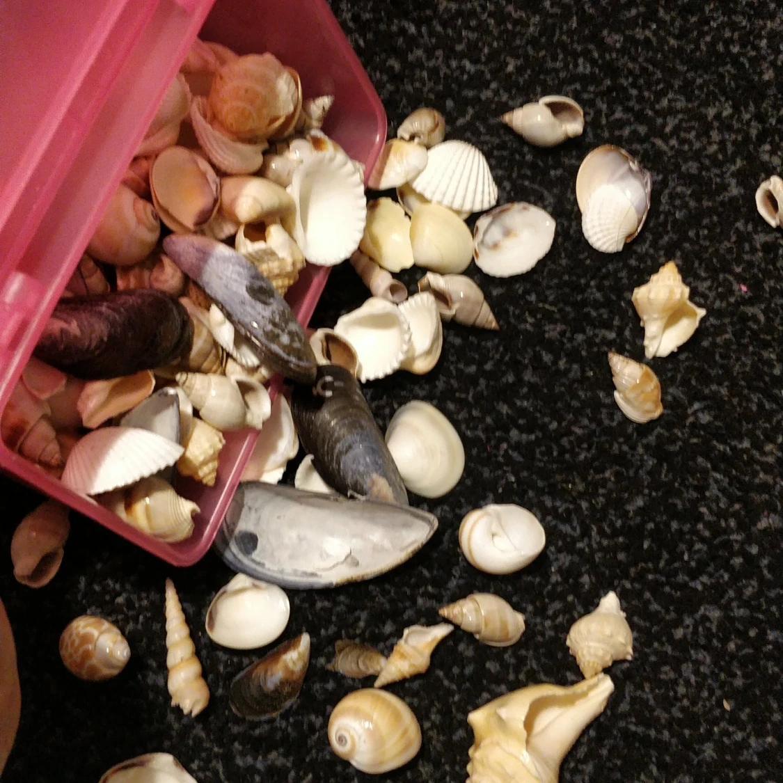 Äkta snäckor från Usa - 91