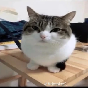 Cat - Cat