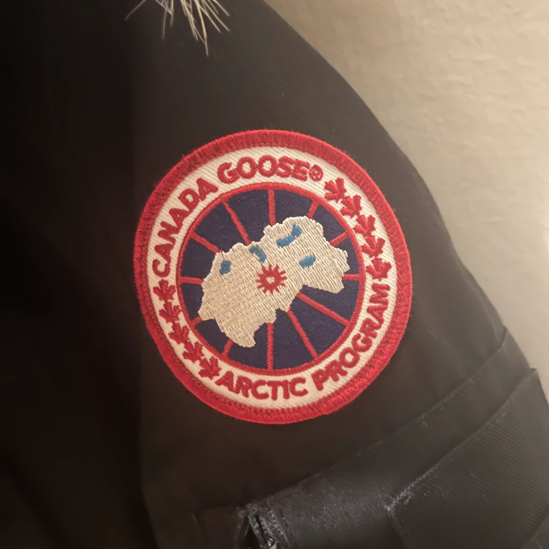 Canada goose - 91