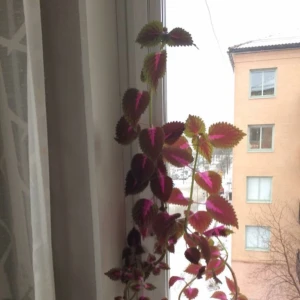  - Palettbladsväxt. Frodig, trivs bra.