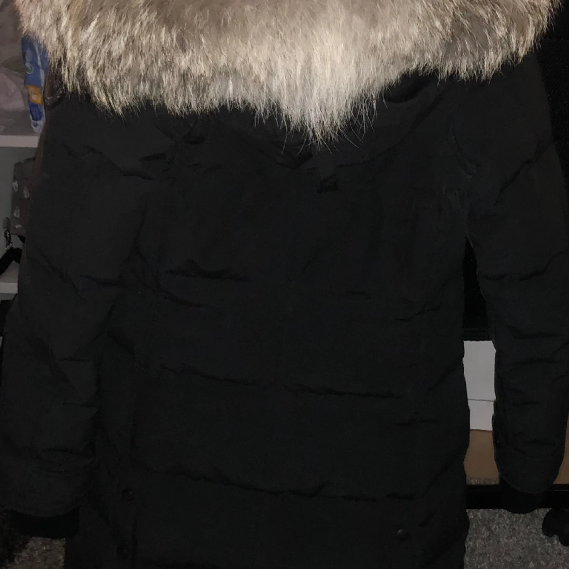Canada goose  - 90