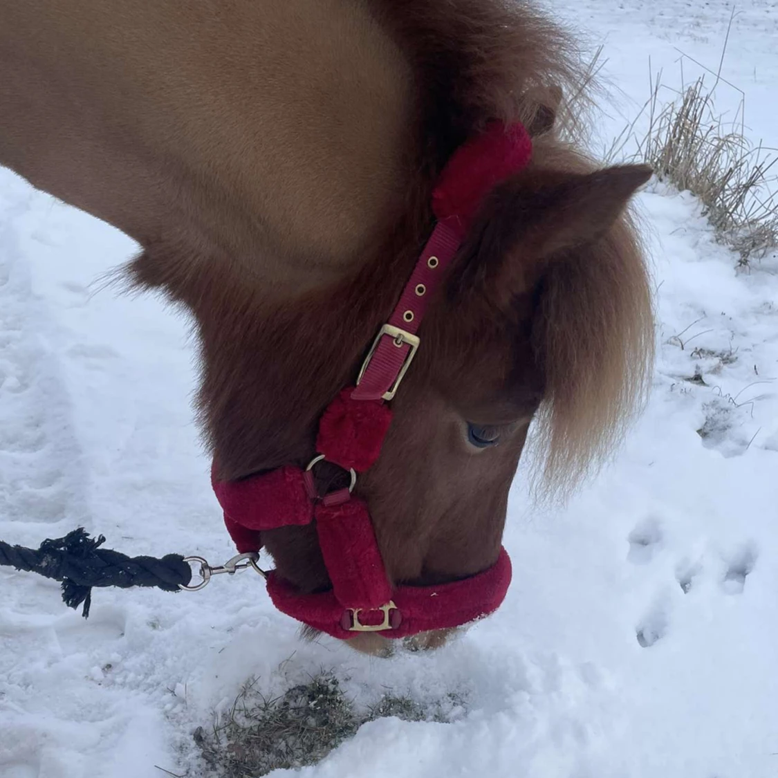 -Hästsaker- Säljer två grimmor 