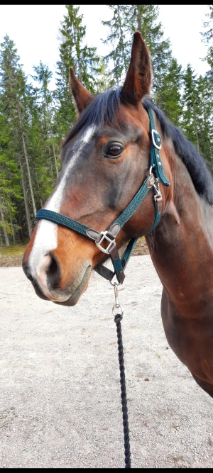 Grimma Trinity - 2 Trinity grimmor i grön. Storlek Full och X-Full. Båda använt fåtalet gånger så båda i nyskick.  Nypris 329 kr. Mitt pris 200 kr per grimma.  