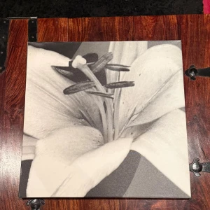 Tavla blomma i svartvitt - Upptäck naturens skönhet genom stilrena svartvita fotografier av blommor. Perfekt för dig som gillar konst och vill ha inspiration till ditt rum eller din kreativa sida. Boken passar dig som vill utforska detaljer och former i naturen på ett nytt sätt. 