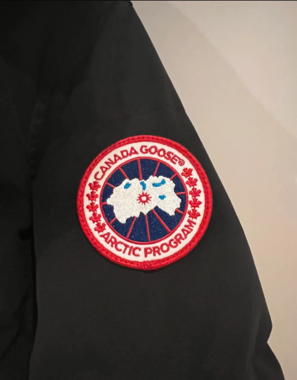 Canada goose - 1