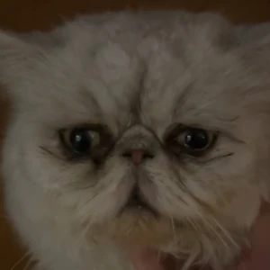 Simba - Snälla ta denna katten ifrån mig!!