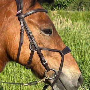 Träns  - Detta träns i nyskick. Köptes för 400kr.  Använt typ 7gg. Storlek cob   Tyglar och bett ingår ej. Har passat en d-ponny och en islandshäst.
