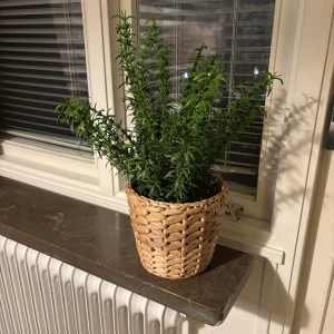 Rosmarin i flätad korg - Säljer en grön rosmarinplanta i svart plastkruka som står i en ljusbrun flätad korg. Perfekt som kryddväxt eller dekoration i köket eller på fönsterbrädan. Korgen har ett klassiskt mönster och ger en naturlig känsla till rummet.