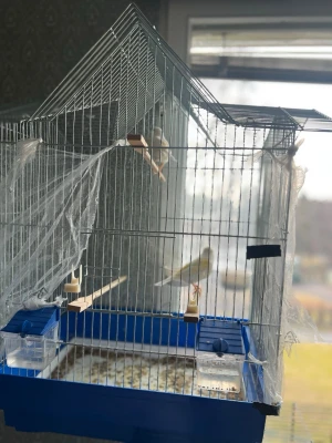 Fågel cannary  - Hej Säljer Mina två hona fåglar en 6månader och mamman 2år buren grattis! Båda kostar 2000 annars 1500 styck!