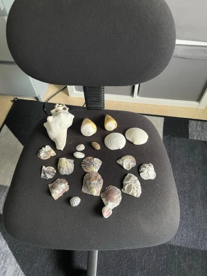 Samling av snäckor och fossiler - Unik samling med olika snäckor och fossiler i varierande former och färger. Innehåller bland annat en stor spiralformad snäcka, platta vita snäckor, gulaktiga snäckor och flera fossil-liknande stenar. Perfekt för dekoration eller samlare.