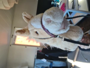 Horse - Hej! Jag säljer min käpphäst för endast 50 till 100kr då jag  lagt upp han på tidigare annons.  