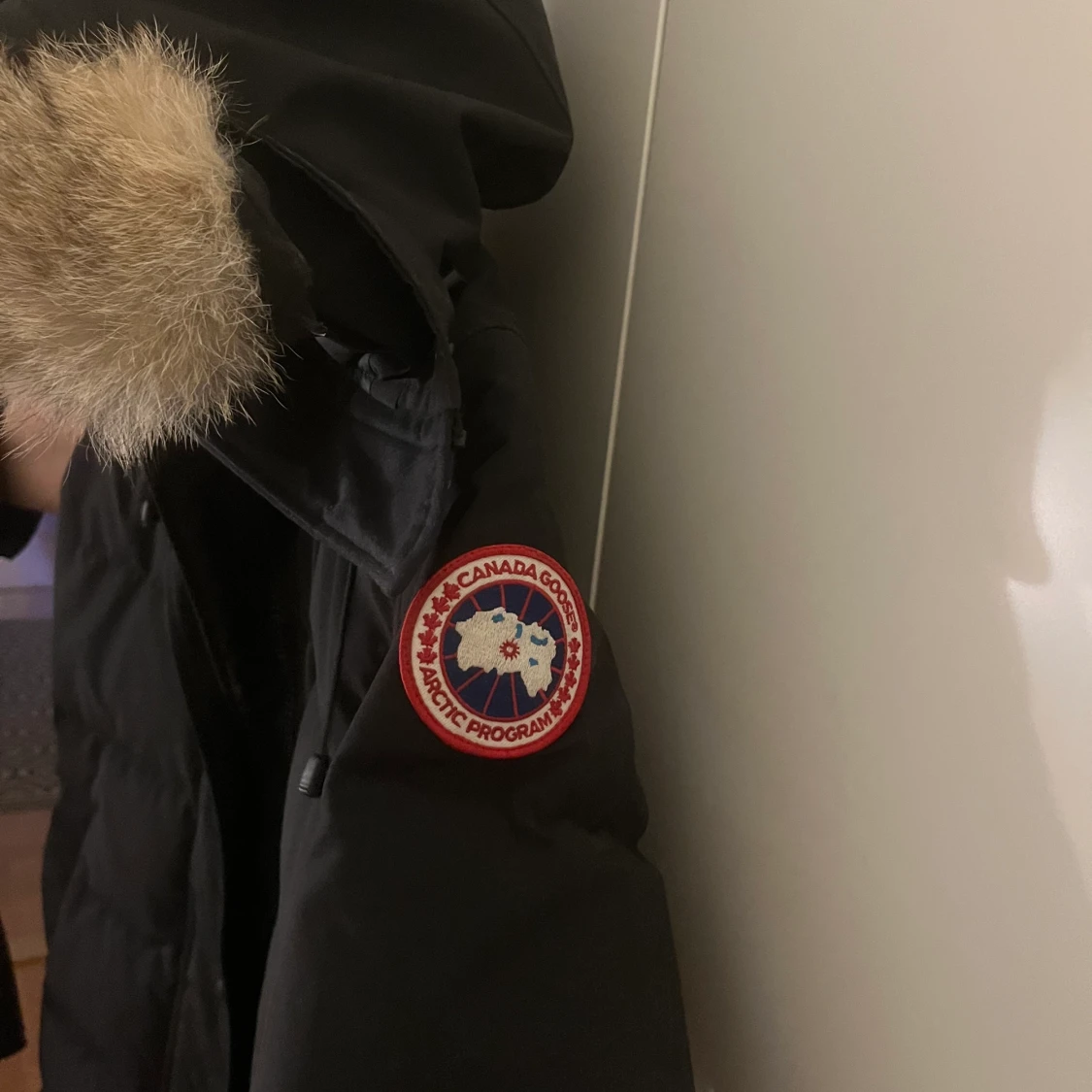 Canada goose - 91