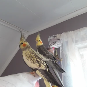 Nymfparakiter+leksaker&mat - Planerar att flytta så kan ej längre ha kvar mina nymfparakiter. Därför säljer jag mina två nymfparakiter tillsammans för 3000kr då leksaker, mat och matskålar följer med!  Dessa fåglar är halvtama och kan sitta på din finger och äta från din hand<3  Grå fläckig: Hona, 1år gammal Grå: Hane, 1år gammal