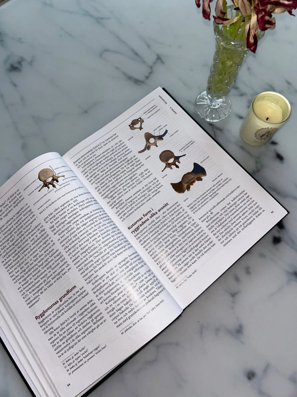 Rörelseapparatens anatomi kursbok - 4