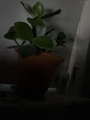 Grisch växt  - Säljer en snygg grön växt med tjocka, blanka blad i en enkel orange plastkruka. Perfekt som inredningsdetalj för att ge lite liv till rummet. Växten har rundade blad och krukan har en klassisk form. Lite schysstare inför sommarn in rummet🔥