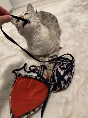 Zebramönstrad boho bikini  - Snygg trekantsbikini med zebramönster i svart och beige, samt guldfärgade detaljer och röda tassels♥️ Perfekt för dig som vill sticka ut på stranden eller på festivalen!