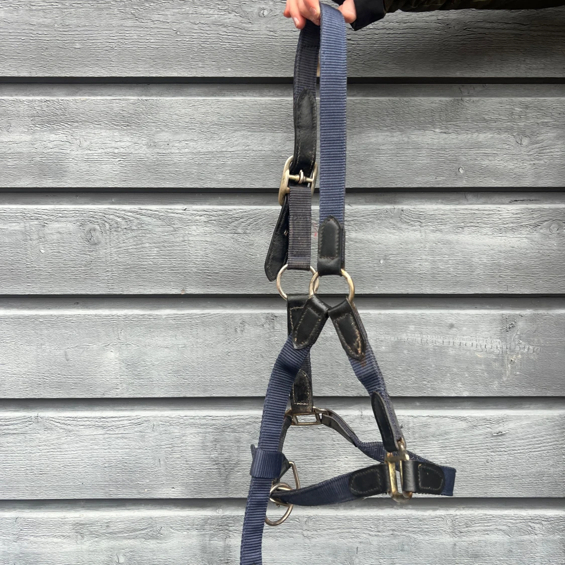 Blå grimma häst  - 1