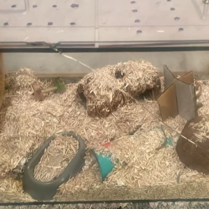 Hamsterbur - Bilderna visar olika burar eller terrarier med spån, kartong och små hus, troligen för smådjur som gnagare. Ingen bok syns på bilderna.