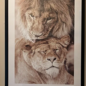Lejon poster 50x70 - HELT NYTT poster lejon  50x70 cm  Nytt pris 299 kr. Säljs den för 200 plus frakt pga helt nytt och oanvänd. Den finns i rullen. Det går att posta