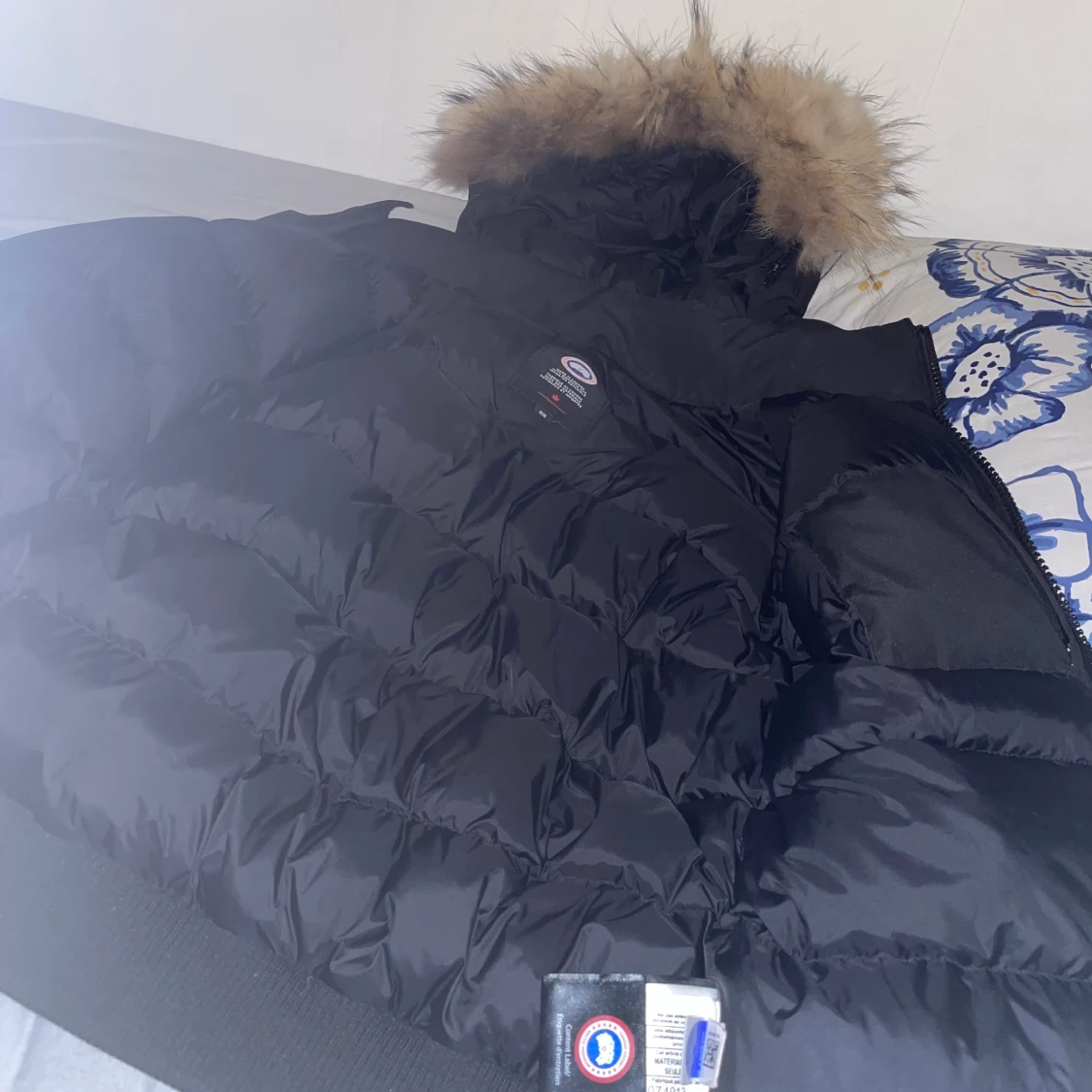Canada goose - 90