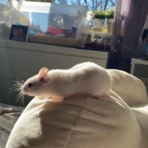 Guldhamsterungar  - Tänkte kolla om det finns intresse för hamsterungar? Avleldjuren på bilderna<3 Har avlat inna och det blev väldigt fina och friska ungar som jag tog hand om väl.