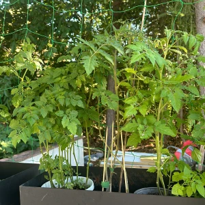 Tomat ,chili plantor - Säljer lite överskott plantor. Mest tomater olika sorter bland annat svarta tomater, fantastiska tomater.  även några 🌶️ finns