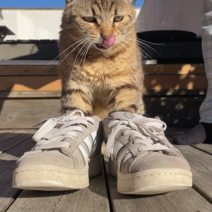 Adidas campus 00 - Snygg adidas campus 00s som inte kommer till användning🫶🏻 de har bara en miten slitt under skorn på det yttersta lagret inte längre in än så och tyget innuti skorn är ytterst lite upprivet på kanten som man inte kan se när man har på skon, inte häller där under🫶🏻 köpt för 2000kr