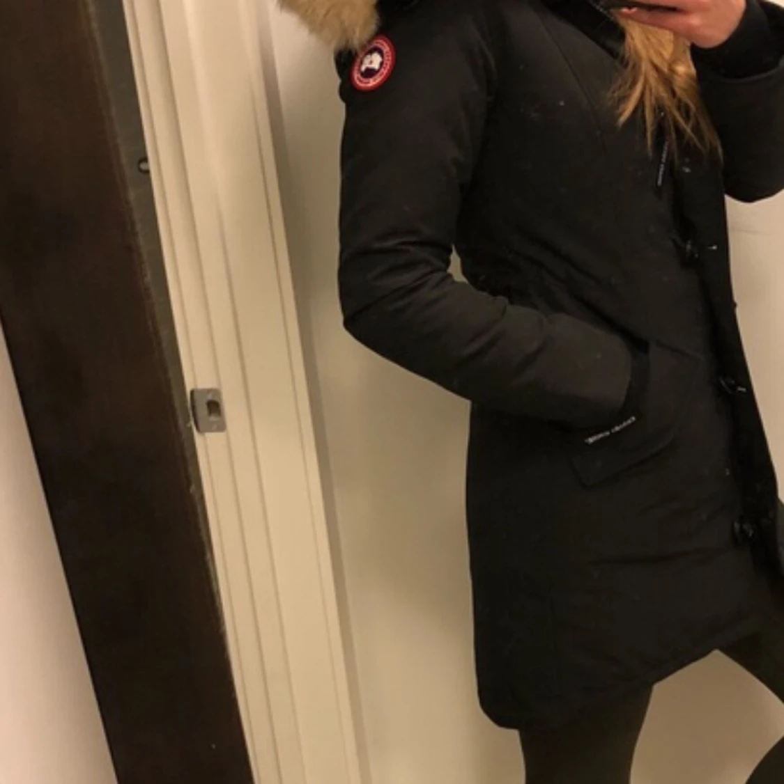 Canada goose 