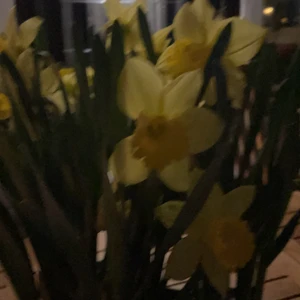 FINA BLOMMOR - As fina jag köpte på marknaden