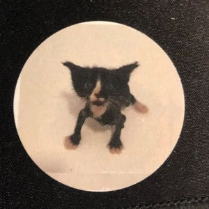 Katt pin - Pin med en blöt katt på. Gullig