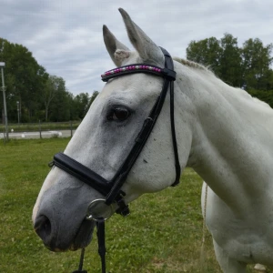 Rundsytt träns - Riktigt snyggt rundsytt träns säljes då det tyvärr inte passar min häst. Det är lite användt och i fint skick. Hubertus. Pullback knäppning på nosgrimman, snokrem medföljer. Stl full, svart. Fler bilder fixas vid intresse. Ge prisförslag om priset är för högt. 