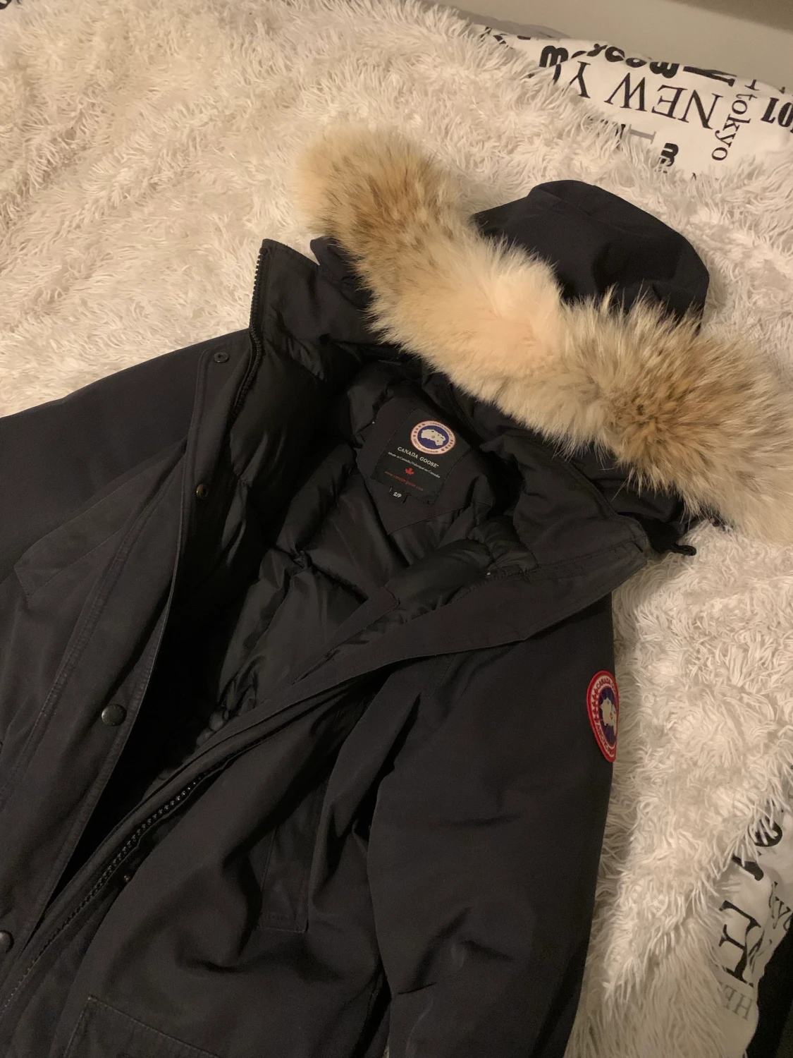 Canada goose 