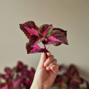 Palettblad China Rose - Sticklingarna klipps på beställning och blir minst 6 cm långa. Det går bra att hämta hos mig i Lund eller att få dem hemskickade för en fraktkostnad på 20 kr, alternativt 29kr för spårbar post via postnord. Skickas med bubbelplast i brevpack. Samfrakt går